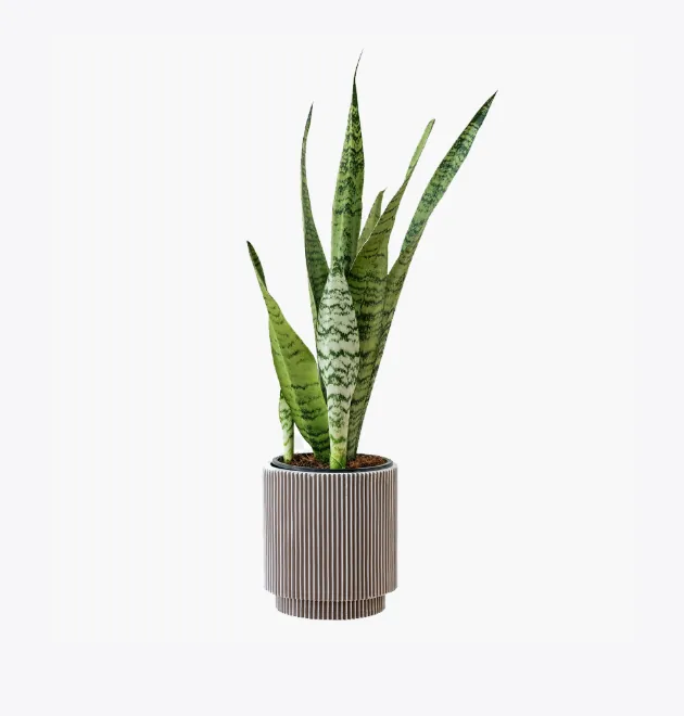 product-image-6_optimized Odio Pellentesque